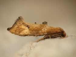 Epermenia illigerella 1.jpg