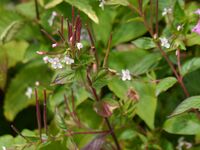 Epilobium coloratum (7838276262).jpg