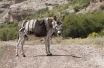 Equus asinus - Donkey 02.jpg