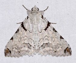 Erebid Moth (Orodesma apicina) (40968922911).jpg