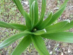 Eremurus robustus 2017-04-17 7791.jpg