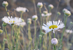 Erigeron-filifolius-var-filifolius 8806825855 o (2).png