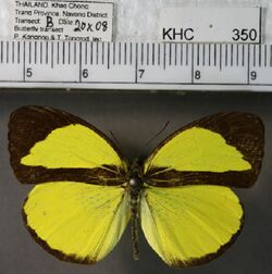 Eurema nicevillei dorsal.jpg