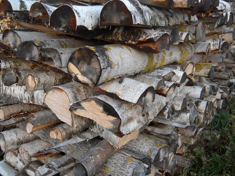 File:European White Birch Firewood.JPG
