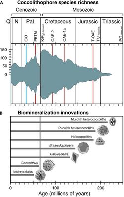 Evolutionary history of coccolithophores.jpg