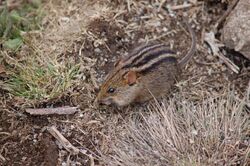 Four-striped Grass Mouse.JPG