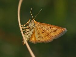 Geometridae - Idaea flaveolaria-1.JPG