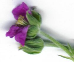 Geranium retrorsum.jpg