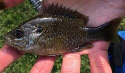 A greengill sunfish with muted colors. Caught from a small pond in Maryland, USA.