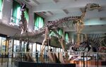 Hadrosaur museum.jpg