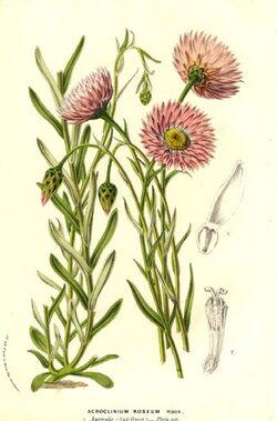Helipterum roseum.jpg