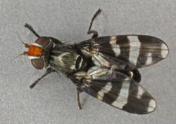 Herina frondescentiae, North Wales, July 2011 (17735926371).jpg