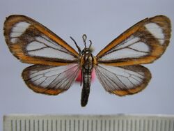 Hyalurga leucophaea.JPG