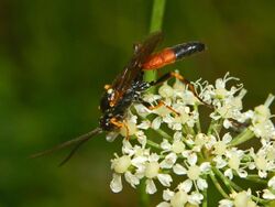 Ichneumonidae - Ichneumon insidiosus..JPG