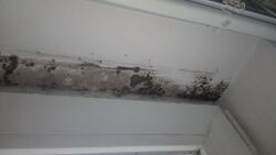 Indoor Mold.jpg