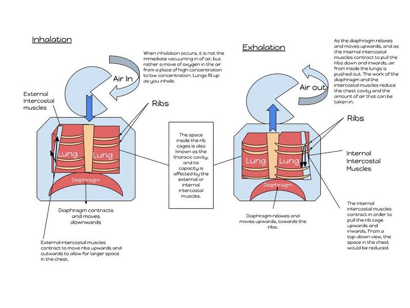 File:Inhalation and Exhalation Diagram.jpg