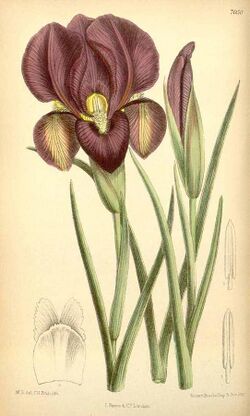 Iris barnumiae from Curtis's Botanical Magazine Vol115 1889.jpg