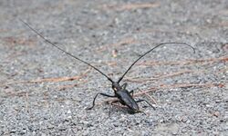 Japan - Fujisan - Longhorn beetl.jpg