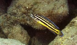 Julidochromis-regani-kel-b.2.jpg
