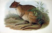 Brown hare-wallaby