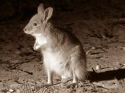 Gray hare-wallaby