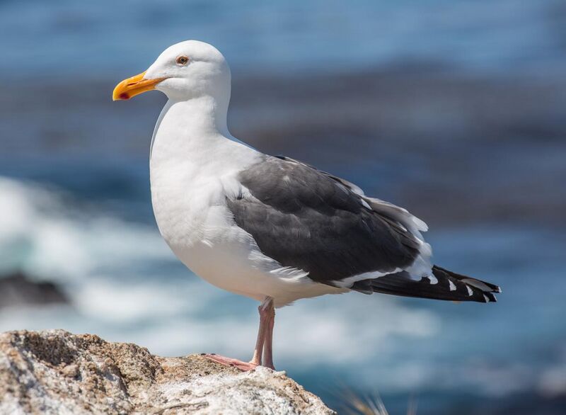 File:Larus occidentalis (Western Gull), Point Lobos, CA, US - May 2013.jpg