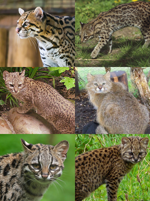 Leopardus collage.png