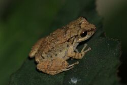 Lesser Antillean whistling frog (Eleutherodactylus johnstonei).JPG