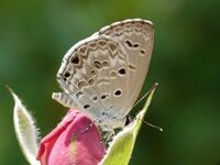 Lime Blue Chilades laius Wet Season Form by Kadavoor.JPG