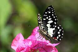 Lime swallowtail (Papilio demoleus).JPG