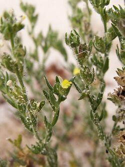 Linaria arenaria 2.jpg