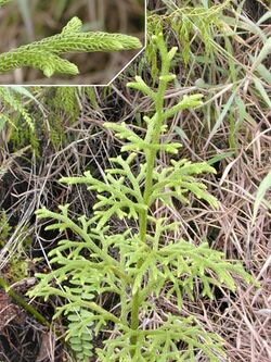 Lycopodium plant.jpg