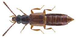 Manda mandibularis (Gyllenhal, 1827) (23214557714).png