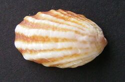 Maoricrypta costata 2.JPG