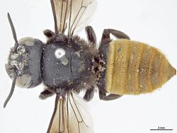 Megachile mystacea f.jpg