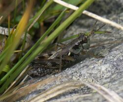 Melanoplus fasciatus P1510392a.jpg