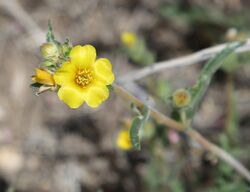 Mentzelia nitens Venus-blazing-star close.jpg