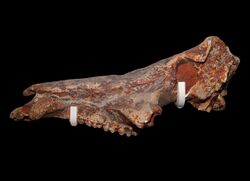 Microstonyx skull.jpg