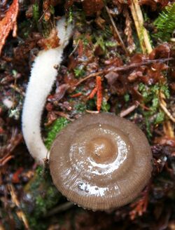 Mycena overholtsii 10830.jpg