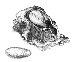 Natural History - Mollusca - Gastrochaena.png