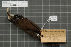 Naturalis Biodiversity Center - RMNH.AVES.135432 1 - Rhipidura threnothorax threnothorax Muller, 1843 - Monarchidae - bird skin specimen.jpeg