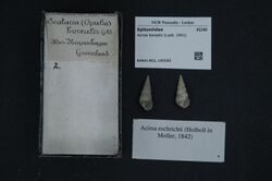 Naturalis Biodiversity Center - RMNH.MOL.195595 - Acirsa borealis (Lyell, 1841) - Epitoniidae - Mollusc shell.jpeg