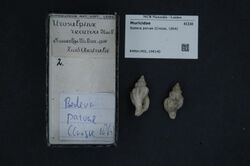 Naturalis Biodiversity Center - RMNH.MOL.198140 - Bedeva paivae (Crosse, 1864) - Muricidae - Mollusc shell.jpeg