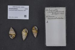 Naturalis Biodiversity Center - RMNH.MOL.239093 - Achatinella fulgens Newcomb, 1853 - Achatinellidae - Mollusc shell.jpeg