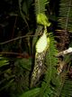 Nepenthes spectabilis 2.JPG