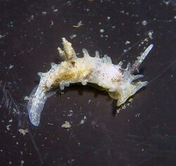 Okenia angelensis from Morro Bay, California 01.jpg