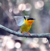 Orange-collared Manakin (7047753657).jpg