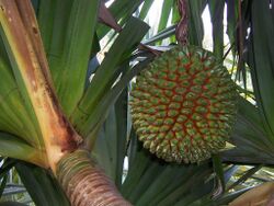 Pandanus utilis fruit.JPG