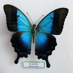 Papilio pericles.JPG