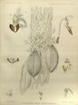 Phalaenopsis lobbii (as Phalaenopsis parishii) - The Orchids of the Sikkim-Himalaya pl 263 (1889).jpg